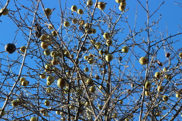 Autumn harvest of pears. Sunny day in autumn