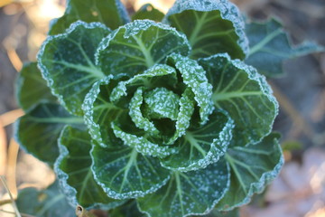 cabbage on a frosty morning in the village