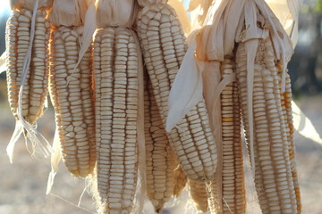 the corn is dried. Old Village Ancient Traditions