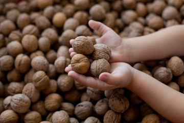 walnuts in the hands of a child on the background of nuts