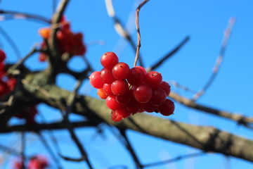 red mountain ash on a frosty day