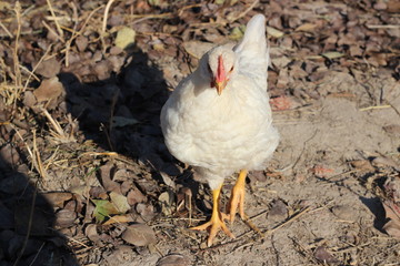 white chicken runs on the ground