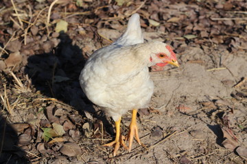white chicken runs on the ground