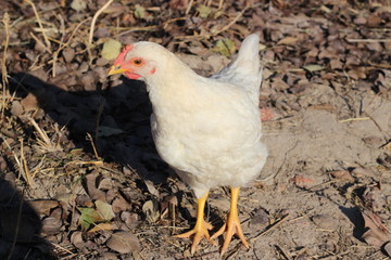 white chicken runs on the ground