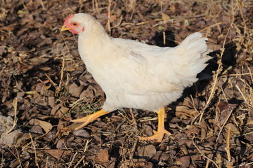 white chicken runs on the ground