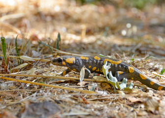 Poisonous salamandra ,Linnaeus,werneri ,Sochurek,Gayda