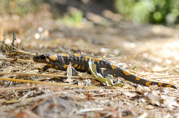 Poisonous salamandra ,Linnaeus,werneri ,Sochurek,Gayda
