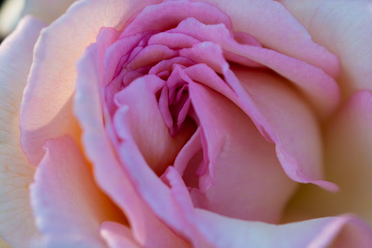 pink beautiful rose closeup picture filling the full frame with white rims