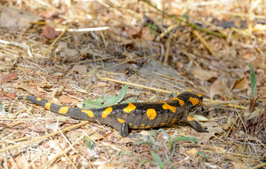 Poisonous salamandra ,Linnaeus,werneri ,Sochurek,Gayda