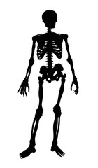 Human skeleton. Vector schematic drawing