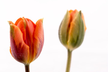słodkie piękne dwa tulipany