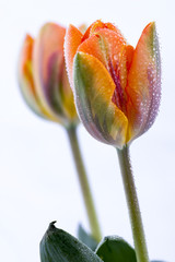 piękne dwa kolorowe tulipany na białym tle