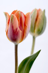 dwa całe tulipany