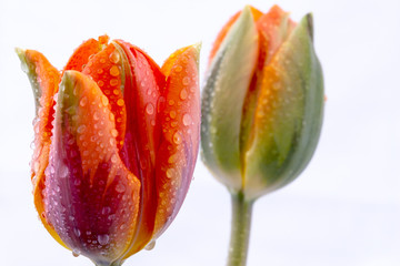 piękne tulipany wyizolowane na białym tle