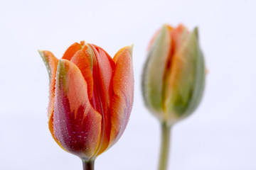 białe tło z pięknymi żywymi dwoma tulipanami