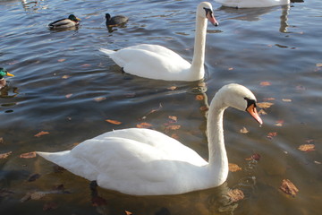 Fototapeta premium cute swans are floating on the river
