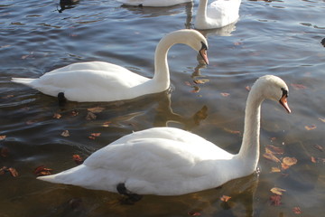 cute swans are floating on the river