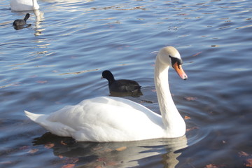 cute swans are floating on the river