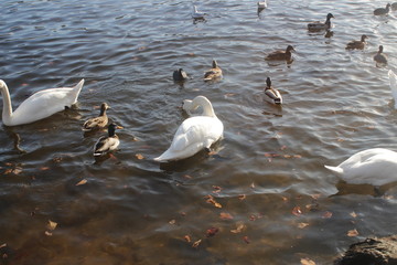 cute swans are floating on the river