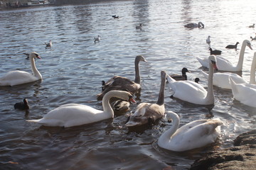 cute swans are floating on the river
