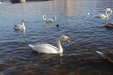 cute swans are floating on the river