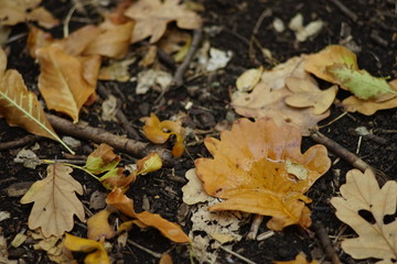 Wet autumnal leaves on the soil. Autumn forest background. After rain.