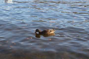 cute swans are floating on the river