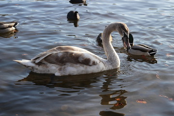 cute swans are floating on the river