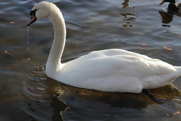 cute swans are floating on the river