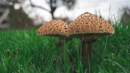 Parasol Mushroom (Macrolepiota procera) in the nature