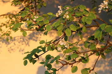 spring flowering. The pear is blooming.