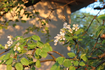 spring flowering. The pear is blooming.