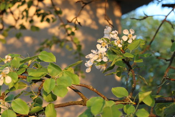 spring flowering. The pear is blooming.