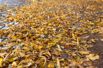 Automne. Feuilles mortes tombées sur le troittoir. Glissant. Risque de glisse
