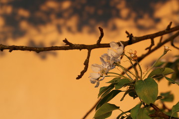 spring flowering. The pear is blooming.