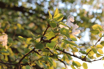 spring flowering. The pear is blooming.