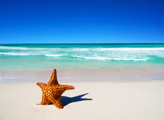 Fototapeta na wymiar starfish on beach. beautiful beach and tropical sea