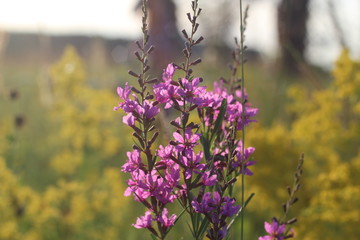 lilac flowers, wildflowers, summer on the field