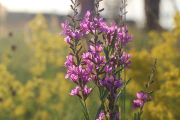 lilac flowers, wildflowers, summer on the field