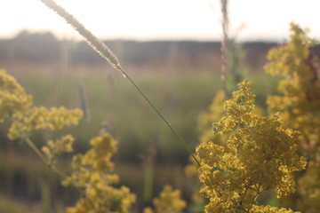 Fototapeta premium yellow flowers, wildflowers, summer on the field