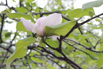 Naklejka premium flowering Mohnolia. Tree with flowers. White flowers.