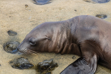 Young seal exhausted 