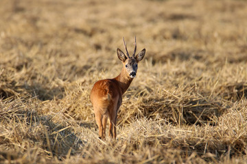 Hirsch 