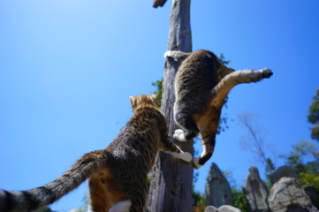 Obraz premium 木登り