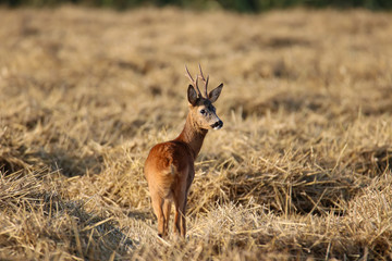 Hirsch 
