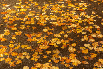 Paysage automnal. Feuilles mortes tombées sur le trottoir humide