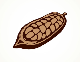 Cocoa Fruits. Vector drawing