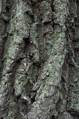 Natural background of old tree bark. The texture of the tree bark is similar to the texture of rocks. Wooden background to fill web page or graphic design