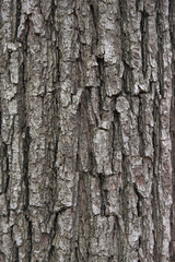 Old tree bark texture / Abstract background / Natural background