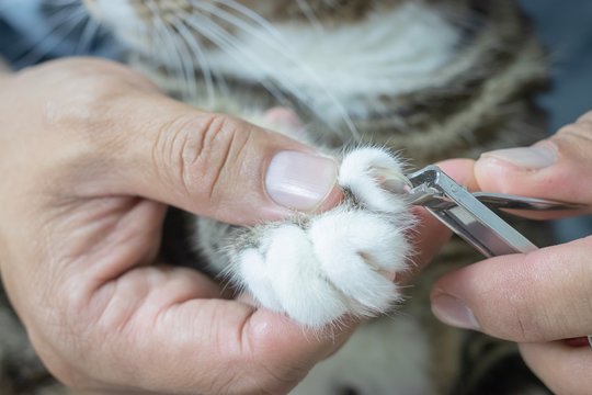 Closeup of man hands holding cat’s paw and trimming nails with clippers.